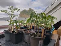 Tomaten-Sorten, die klein bleiben (Jungpflanzen) Nordrhein-Westfalen - Bönen Vorschau