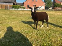 Zwartbless Schafe Lämmer Niedersachsen - Eydelstedt Vorschau