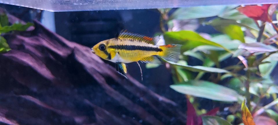 Kakadu zwergbuntbarsch Weibchen Kakaduzwergbuntbarsch aquarium in Hockenheim