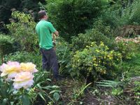 Garten- und Landschaftsbau sowie Handwerkerservice Nordrhein-Westfalen - Bornheim Vorschau