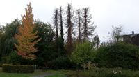 Hecken schneiden Bäume fällen schreddern mulchen Paderborn 30km Nordrhein-Westfalen - Paderborn Vorschau