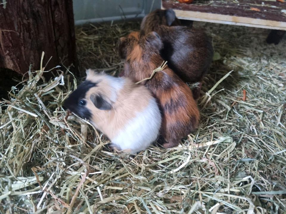 3 Meerschweinchen Babys bock Männchen  Schwein in Werl