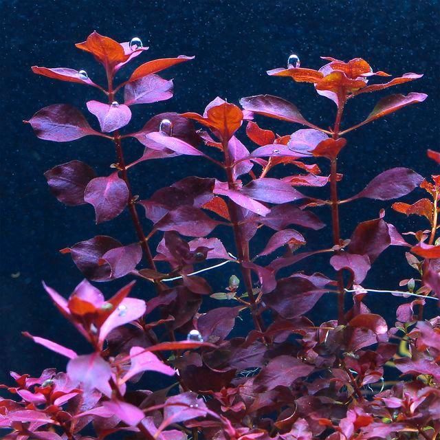 Ludwigia palustris in Freiburg im Breisgau