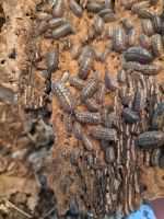 Asseln Armadillidium granulatum "Lemon" Baden-Württemberg - Dußlingen Vorschau