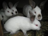 Kaninchen jungetiere Hessen - Dornburg Vorschau