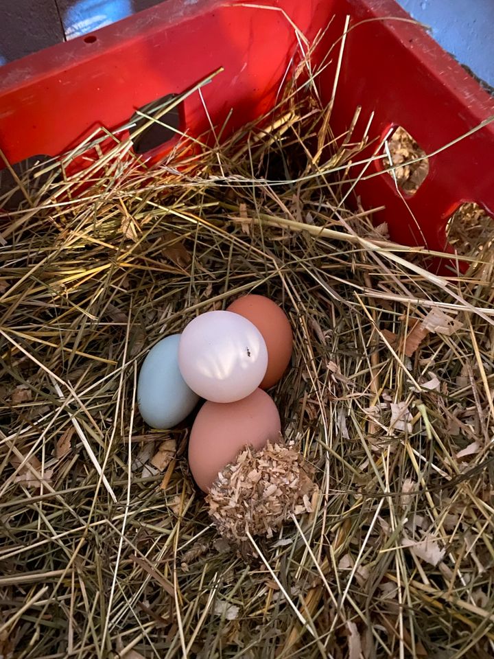 Frische Eier aus Hobbyhaltung in Jüchen