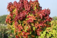 Liquidambar Gum Ball, Kugelamberbaum, StU 8-10 cm, Hochstamm Bayern - Obertraubling Vorschau