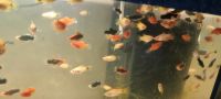 Bunter Platy mix ab 1€ Niedersachsen - Butjadingen Vorschau