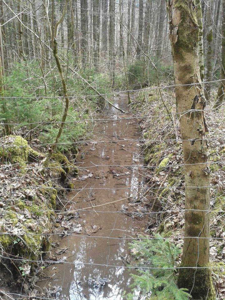 Ein besonderer Tageskurs. Rutengehen und Pendeln leicht gemacht. in Herdwangen-Schönach