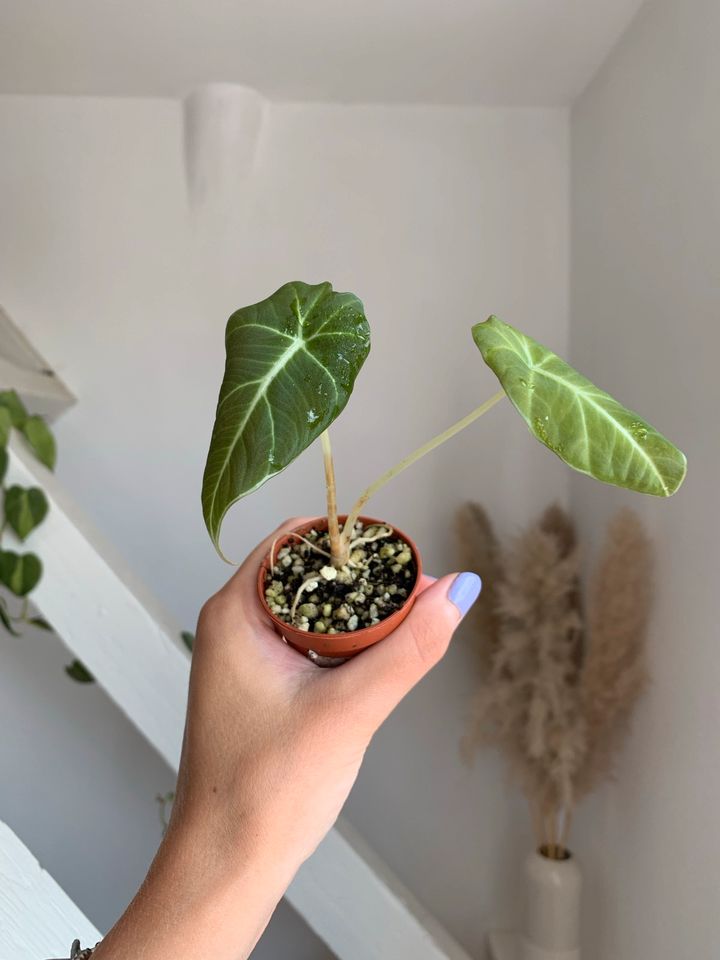 Alocasia Black Velvet / Zimmerpflanze in Hannover