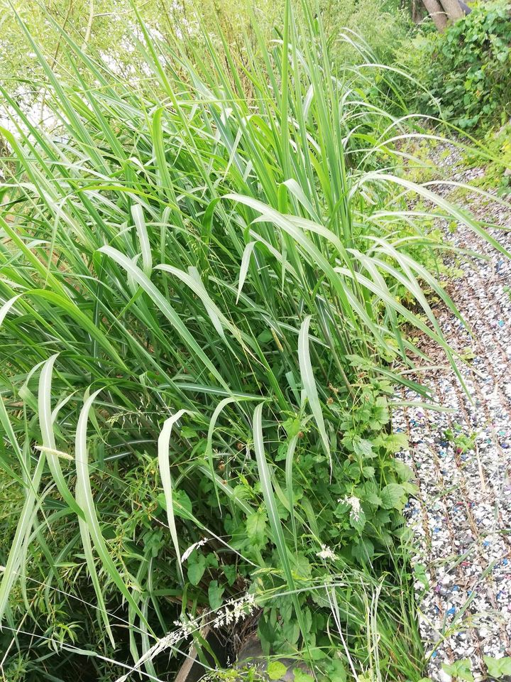 Große Mengen an Schilf, Bambus, Farn, Efeu, Melissr, Minze in Lichtenau