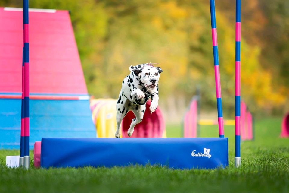 ❣️ AGILITY BASICS KURS - NEUER KURS AB MAI  -  1  PLATZ FREI ❣️ in Salzgitter