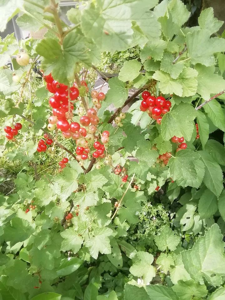 Biete Johannisbeerbüsche (rote Früchte) in Bammental