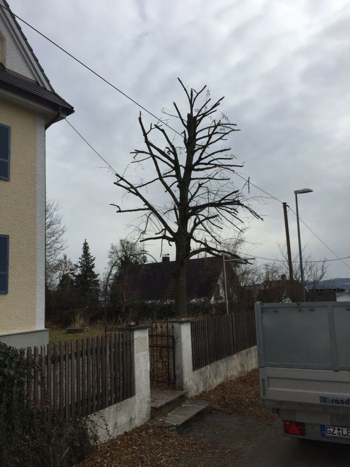 Baum schneiden/Sturmschaden/Baumfällung/Entsorgung in Krumbach Schwaben