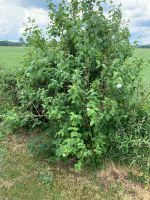 Pfeifenstrauch Niedersachsen - Ahnsbeck Vorschau