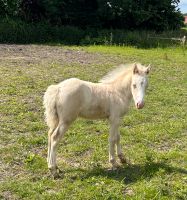 Super schönes Welsh pony stut fohlen Nordrhein-Westfalen - Ochtrup Vorschau