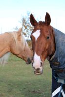 Pferd sucht Reiter Niedersachsen - Clenze Vorschau