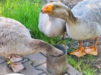 Tulas/russ. Kampfgans Baden-Württemberg - Kraichtal Vorschau