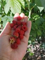 Bio Himbeeren Pflanzen Thüringen - Altenburg Vorschau