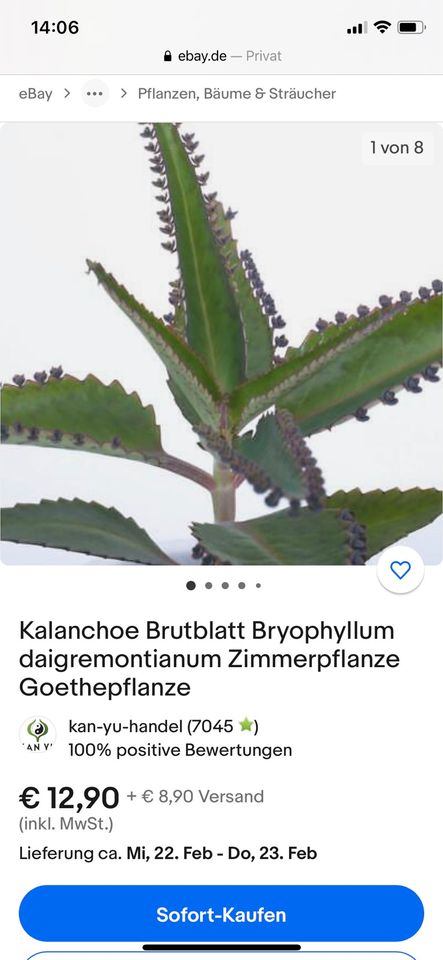 Kalanchoe Brutblatt Bryophyllum daigremontianum in Oberschleißheim