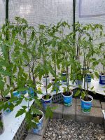 Tomatenpflanzen ,Fleischtomaten, Ananas Niedersachsen - Bohmte Vorschau