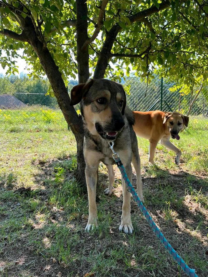 Riki - toller Hund sucht tolles Zuhause in Starnberg