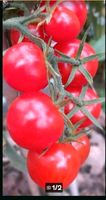 Bio beste Freiland Tomate Primabella (Demeter) Köln - Ehrenfeld Vorschau