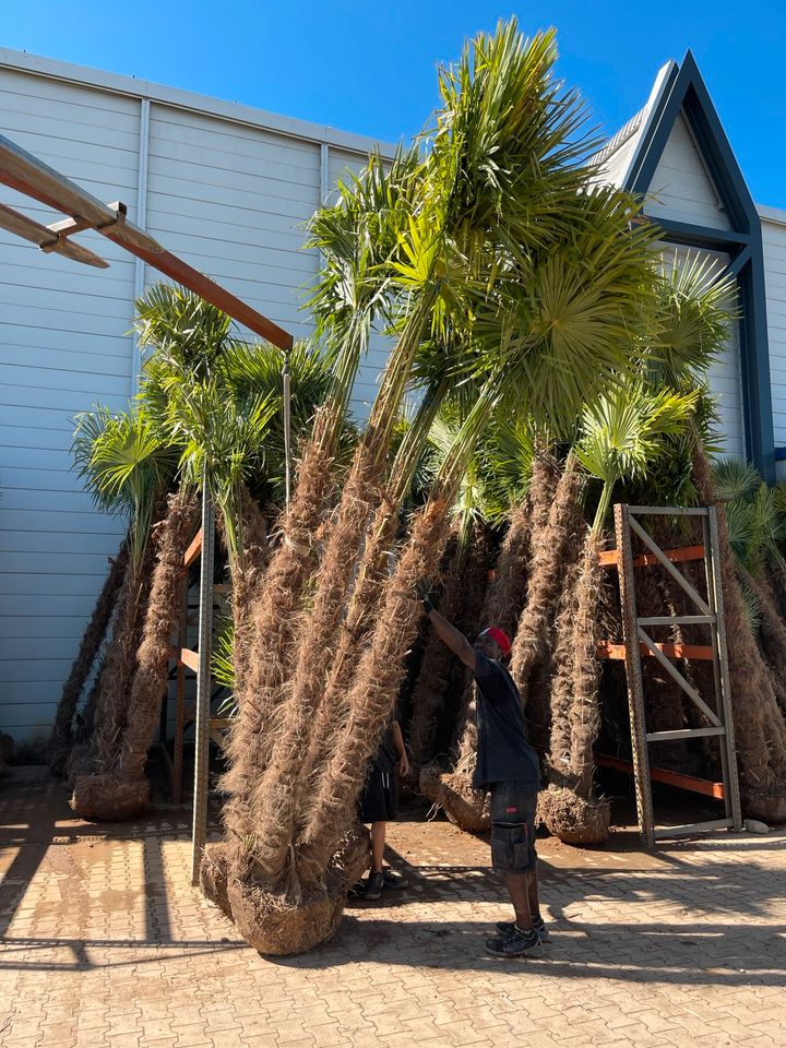 Trachycarpus 2er Multistamm Mehrstämmige Palme Fortunei in Ettenheim