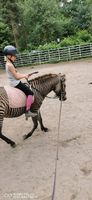 Lieber besonders Pony sucht ein Zuhause,  Zorse, sehr selten. Nordrhein-Westfalen - Mönchengladbach Vorschau