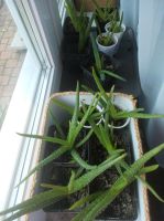 Aloe Vera Pflanzen fast zu verschenken Nordrhein-Westfalen - Alpen Vorschau
