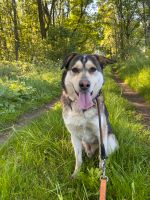 Labrador Husky Mix Mischling Hund Brandenburg - Kremmen Vorschau