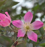 Hechtrose 40-60cm - Rosa glauca Niedersachsen - Bad Zwischenahn Vorschau
