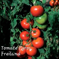 Fleisch Tomate Pyros - Jungpflanzen pro 3 euro Bayern - Tegernheim Vorschau