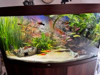 JUWEL® AQUARIUM Kombination Vision 260 LED Inklusive Fischen Nordrhein-Westfalen - Rheinberg Vorschau