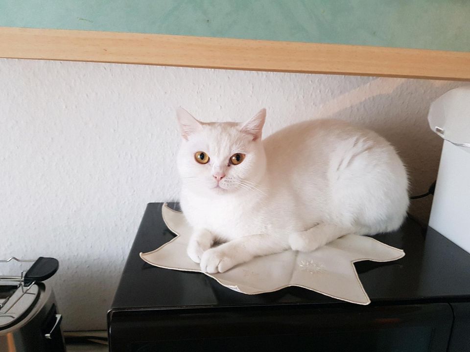 Weiße BKH Katze in Espelkamp