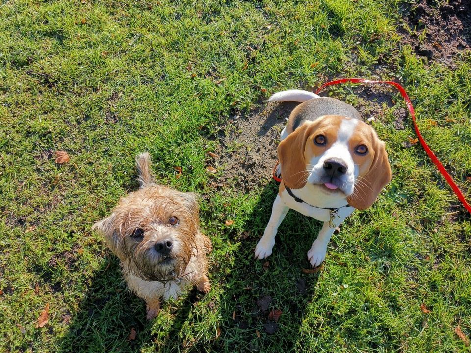 Der Hamburger Hundetrainer/Hundetraining/Hundeschule in Hamburg