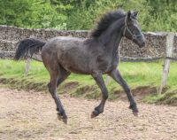 Stutfohlen / Jährling Warmblut Hessen - Hünfeld Vorschau