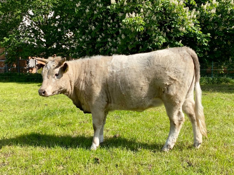 Dexter Rind gehörnt, Färse Kuh, Farbe: dun (grau), einjährig in Herrnburg