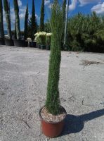 Cupressus sempervirens Totem 80/100cm Mittelmeer Säulenzypresse Hessen - Dreieich Vorschau