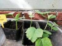 Bio Gurkenpflanzen, Einlegegurke, Salatgurke Niedersachsen - Ihlow Vorschau