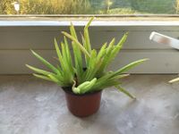 Aloe Vera Jungpflanze zu verschenken Baden-Württemberg - Loßburg Vorschau