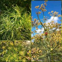 Gewürzfenchel  (Foeniculum vulgare) 30 Korn 1,50€ Baden-Württemberg - Ahorn Vorschau