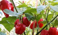 Habanero red Chili Samen Schleswig-Holstein - Handewitt Vorschau