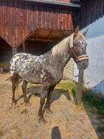 Appaloosa Friesen Mix Bayern - Hohenburg Vorschau