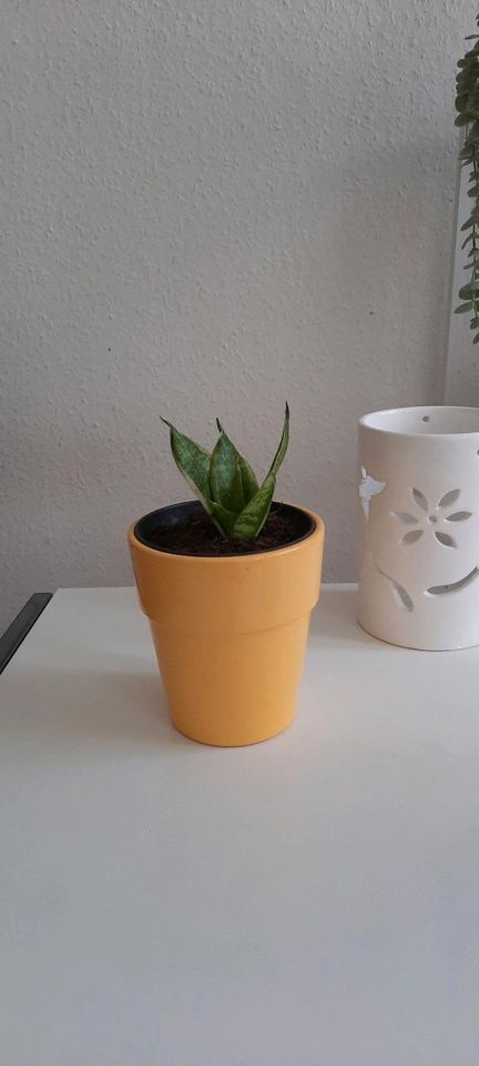 Bogenhanf Ableger mit Übertopf Sansevieria Zimmerpflanze in Berlin