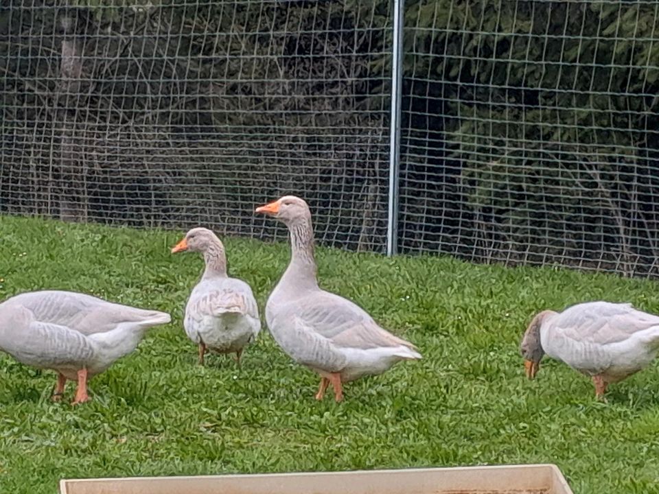 Fränkische Landgans Landgänse Gans Ganter Gänse in Oberstaufen