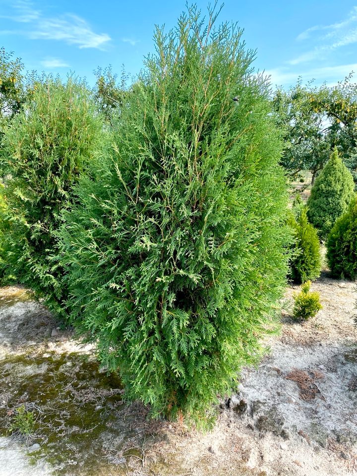 Thuja wagneri in Berlin