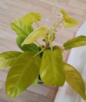 Philodendron Lemon lime Sachsen - Mulda Vorschau