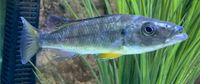 Ramhpochromis Esox Malawi Rheinland-Pfalz - Prüm Vorschau