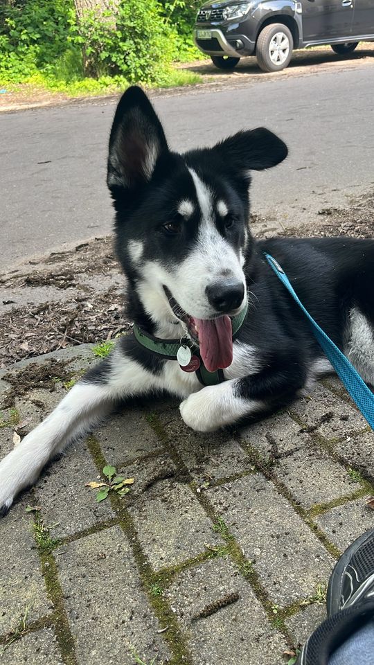 Husky Labrador Mix rüde & Weibchen Geschwister in Perl